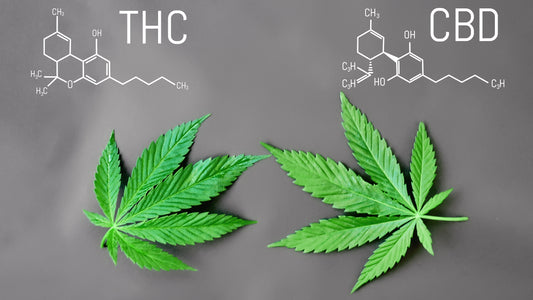 What is CBD?